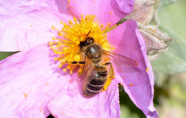Photo: Antonio Cruz,bees,