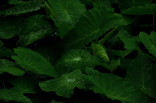 plants, green