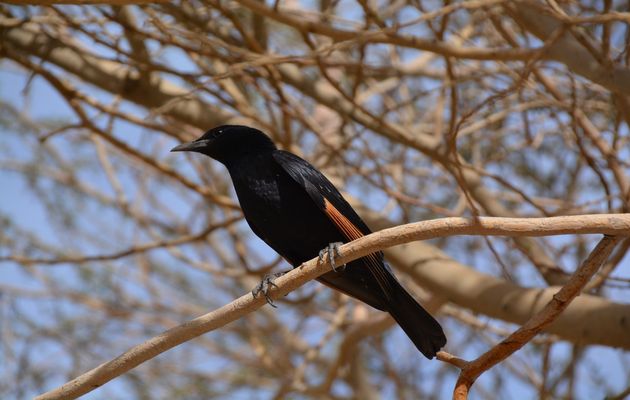 A Tristram starling. / Photo: Antonio Cruz,