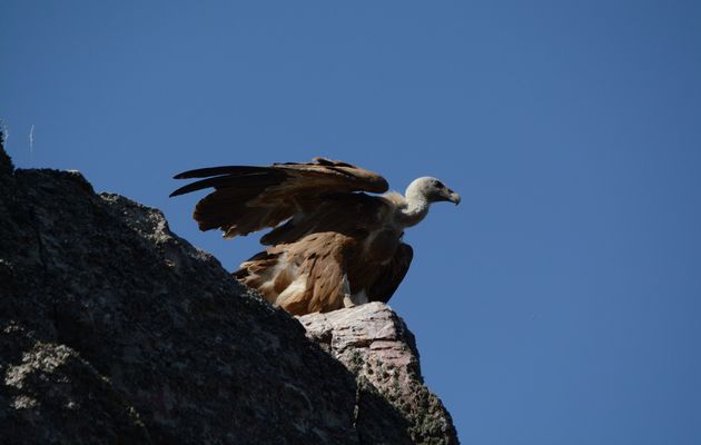 A vulture. / Antonio Cruz,