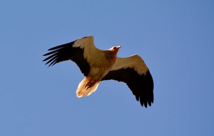 An Egyptian vulture, in Spain. / Antonio Cruz
