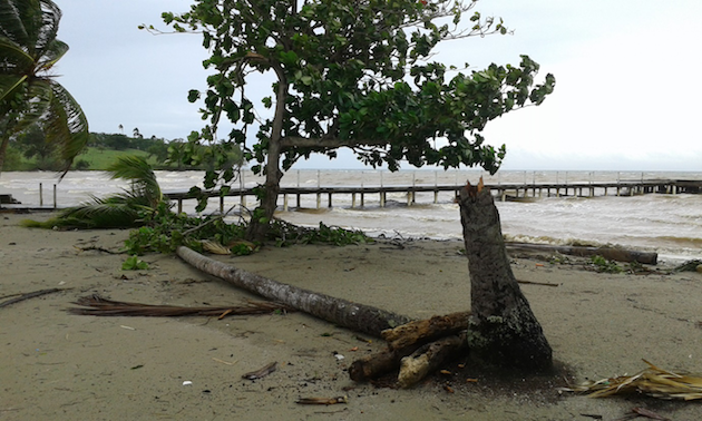 A palm in Sanamá, Dominican Republic, after Irma. / Photo: X. Manuel Suárez,