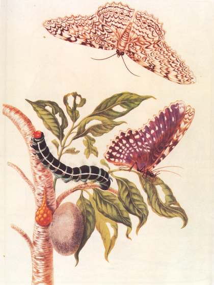 Metamorphosis of a butterfly (1705), Maria-Sibylla Merian (Wikimedia, CC)