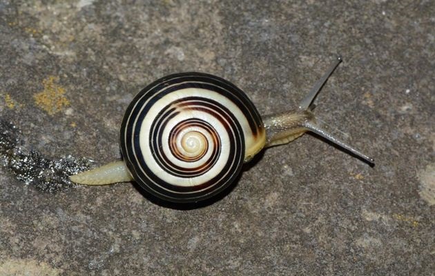 Photo: Antonio Cruz,snail