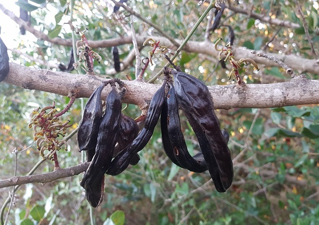 Carob tree.,