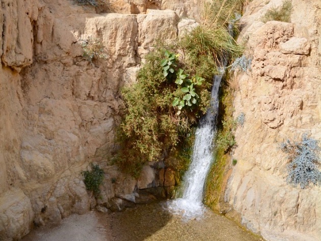 The En Gedi oasis, near the Dead Sea. / Photo: Antonio Cruz,