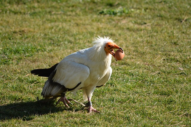 An Egyptian vulture. / Photo: Antonio Cruz,