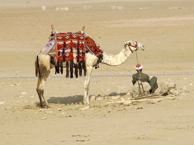 Dromedaries  - Camelus dromedarius - resting next to its owner near the famous Egyptian pyramids, waiting to be hired by a tourist. The camels mentioned in the Bible would have looked like this, as they were, in fact, dromedaries.,