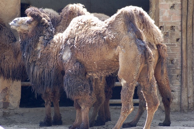Photo: The real camel - Camelus bactrianus -, like these specimens photographed at Barcelona zoo, had two large humps instead of one, and they live in the cold regions of Central Asia. They are not the species that we find in the pages of the Bible. They are thought to have been domesticated more than 4000 years ago. / Photo: Antonio Cruz