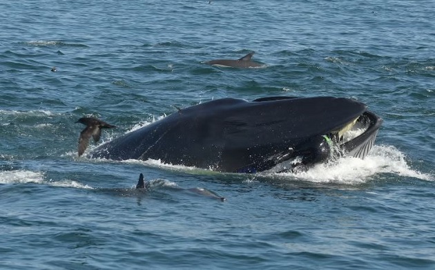 VIdeo capture of the whale snapping the submariner. / Barcroft TV ,