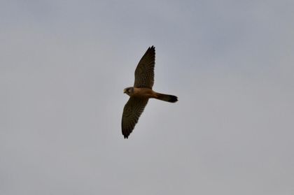 Windhovers “hover” in the air, remaining static in the same position in order to be able to get a good view of their prey. They always turn their heads in the direction in which the wind is blowing. / Photo: Antonio Cruz