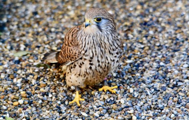 Female windhover, a species that is very common in Israel which devours its prey on the ground. Its prey mainly consists of small mammals, beetles, lizards, worms and small birds. / Photo: Antonio Cruz,