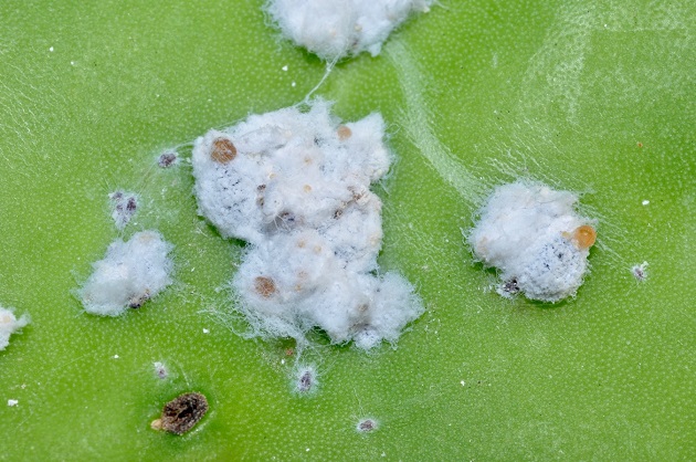 The cochineal carmine (Dactylopius coccus), which feeds on prickly pear leaves (Opuntia maxima), secretes white threads, similar to cotton, which serve to hide the females from potential predators. / Photo: Antonio Cruz,