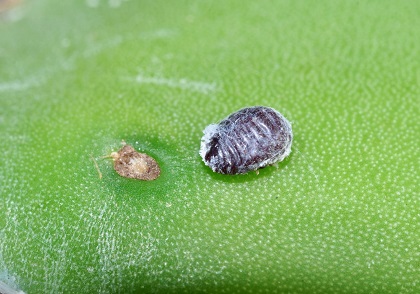 The body of the female cochineal carmine (Dactylopius coccus) is globular and can reach a length of 6 mm. The males are smaller (2.5 mm), have wings and two long descendent caudal appendices. / Photo: Antonio Cruz