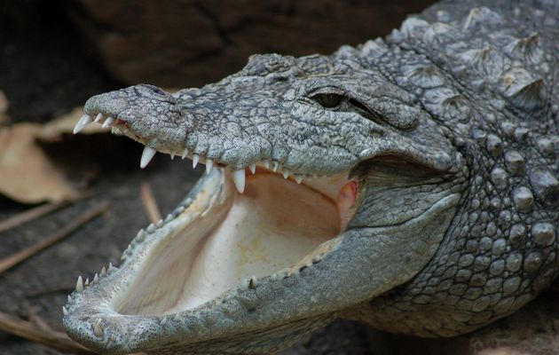 When crocodiles have been in the sun for a long time, they open their mouths in order to increase perspiration, and thus counteract their excess body heat. / Photo: Ana Romero,