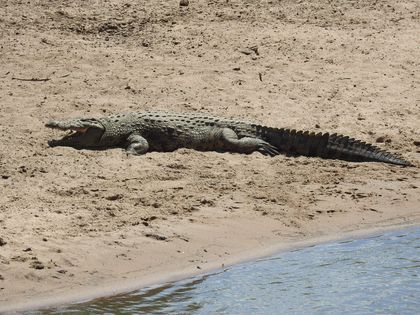 Crocodiles’ teeth cannot be used for chewing, as they don’t have any molars, but only to clasp their prey in a vice-like grip, while they turn around on the axis of their own bodies, until they manage to tear off strips of flesh.