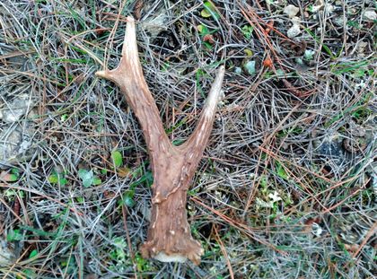The antlers of the male roe deer typically have three points, and they are shed at the beginning of the winter, so it is not unusual to come across them on the forest floor while looking for wild mushrooms. / Antonio Cruz