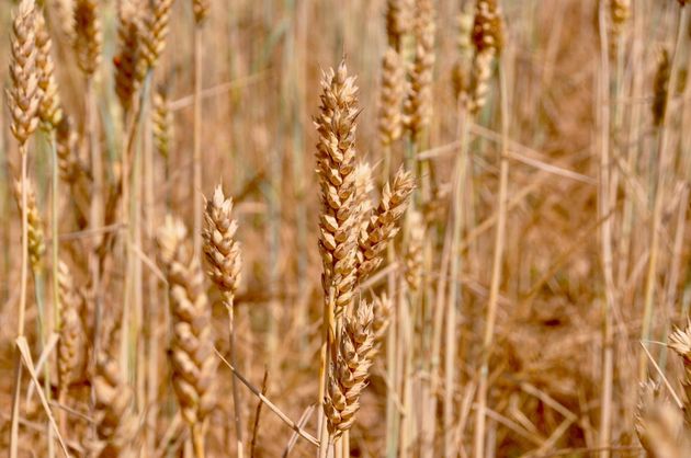 Ears of spelt (Triticum spelta), just before harvest, intended for bread and varieties of flour which are currently highly appreciated. / Photo: Antonio Cruz,