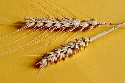 The top ear is common wheat (Triticum vulgare) and is characterised by its long filaments, or arghyas, whereas the bottom one is spelt, which has no filaments (Triticum spelta). / Photo: Antonio Cruz