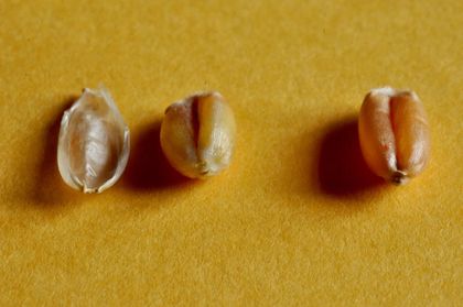 Spelt grains (on the left of the photo) is protected from insects by its husk or glumella, while wheat grains are genetically modified (on the right of the photo) is clean and has no such protection. / Photo: Antonio Cruz