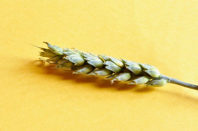 An ear of spelt (Triticum spelta), which is still partly green, but whose grains can be eaten if they are crushed by being rubbed together in one’s hand, just as Jesus disciples did.,