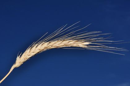 An ear of barley  (Hordeum vulgare).