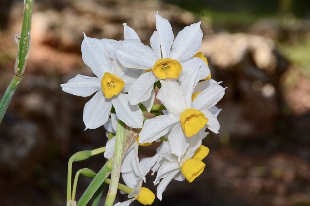 The Biblical term “flower usually refers to the Narcissus tazetta (bunch daffodil) which is very abundant in the fields of Israel from November to January. ,