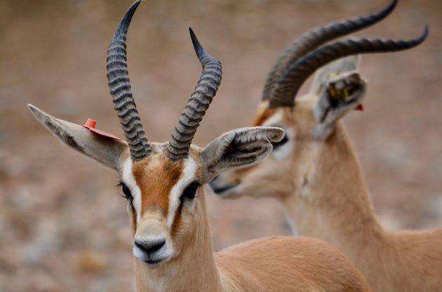 The dorcas gazelle has large, very flexible ears which they can point in several different directions to pick up the sounds coming from predators. / Antonio Cruz,