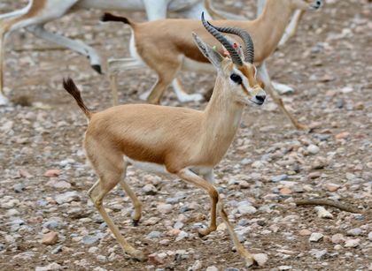The dorcas gazelle measures between 55 and 65 centimetres tall, and weighs between 15 and 20 kg. Both photos taken in the Sub-Saharan Fauna Rescue Park in Almeria (Spain), by kind permission of the park manager. / Antonio Cruz