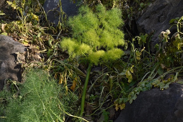 Commun galbanum (Ferula communis) is the most abundant of the Ferula species, and can be found throughout the territory of Israel. I took this photograph in the ruins of Bethsaida, to the north east of the Sea of Galilee.,