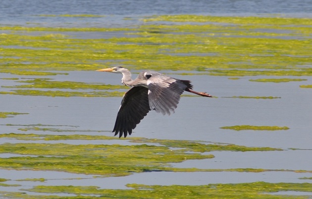 The flight of the grey heron is direct, with its wings spread very wide and its head held back.. / Photo: Antonio Cruz,