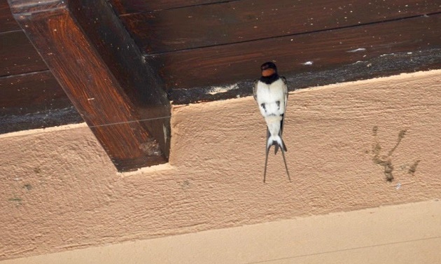 The common swallow (Hirundo rustica) usually builds its nest under the eaves of human dwellings. / Photo: Antonio Cruz,