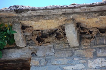 Swallows’ nests, which they build year after year under the eaves of houses, are a good indicator of the state of the environment. They are birds which flee contamination in cities and prefer towns with small human populations. / Photo: Antonio Cruz