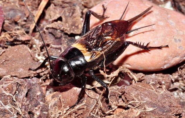 Real crickets, like this specimen of gryllus bimaculatus photographed in Israel, have a large, bulbous head, as well as strong legs with robust, spiny femurs. / Photo: Antonio Cruz,