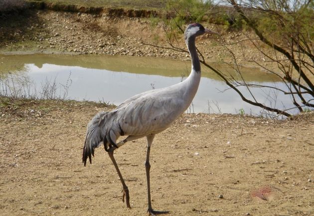 The Grus grus cranes mentioned in the Bible can still be seen on their migratory journeys in places such as the Agamon-Hula lake in the north of Israel. / Photo: Antonio Cruz,