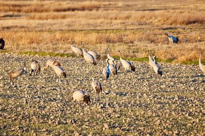 At the start of autumn and winter, during their migratory journeys, groups of cranes can be seen searching for seeds, insects and other small animals in the countryside of Israel. / Photo: Antonio Cruz