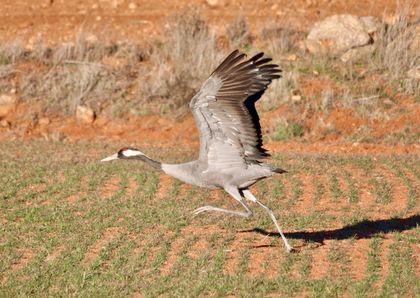 A crane (Grus grus) running along the ground, gaining momentum for take-off. / Photo: Antonio Cruz