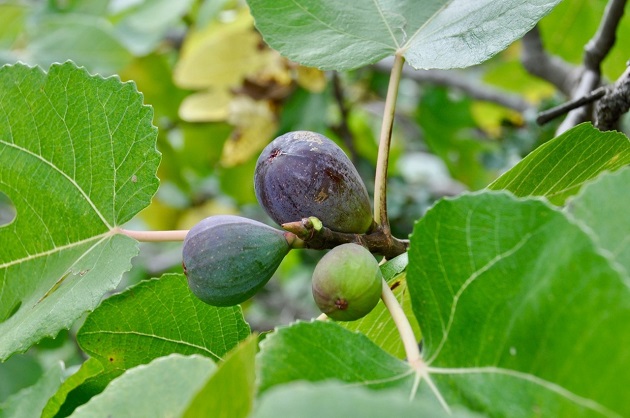 Aprons Of Fig Leaves Evangelical Focus