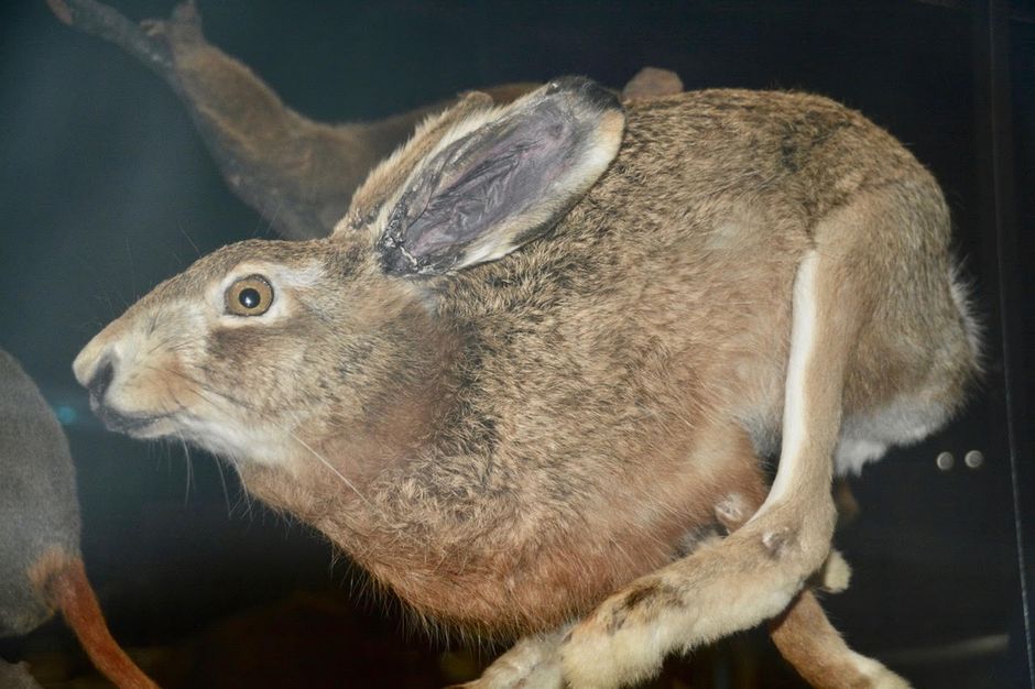 A hare. / Photo: Antonio Cruz,