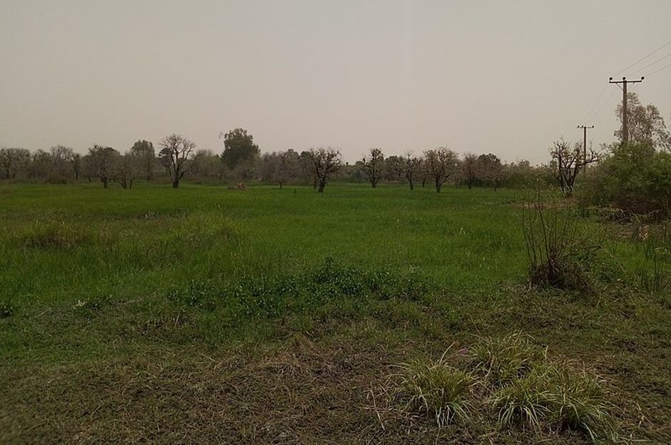 Katsina state, Nigeria. / <a target="_blank" href="https://commons.wikimedia.org/wiki/File:Ajiwa_Dam_Plantation_Area_Katsina_State_03.jpg">Wikimedia</a>,