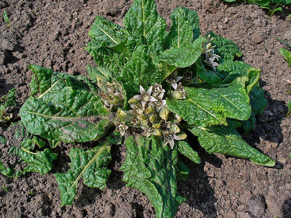 The Myth Of The Mandrakes Evangelical Focus