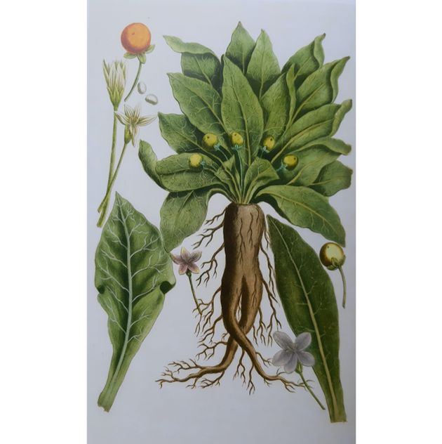 bible mandrake plant