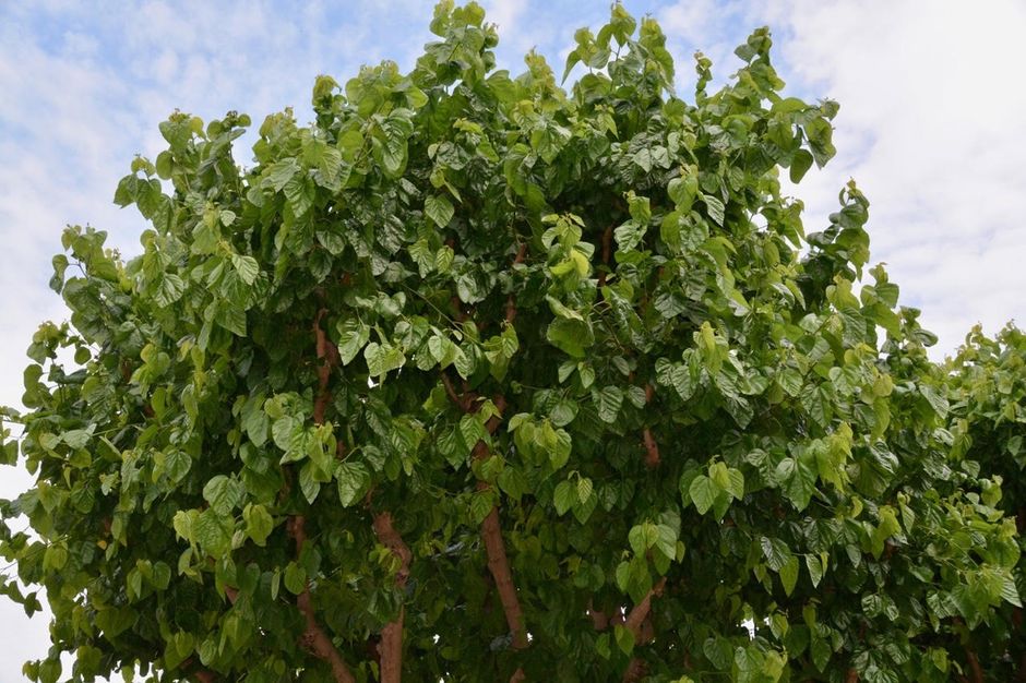 The Holy Land's Mulberry Trees, Evangelical Focus