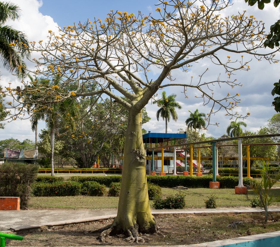 A park in Las Tunas, Cuba. / <a target="_blank" href="https://commons.wikimedia.org/wiki/User:Christian_Pirkl">Christian Pirkl. Wikimedia Commons</a>,CC.,