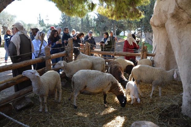 The sheep of his hand