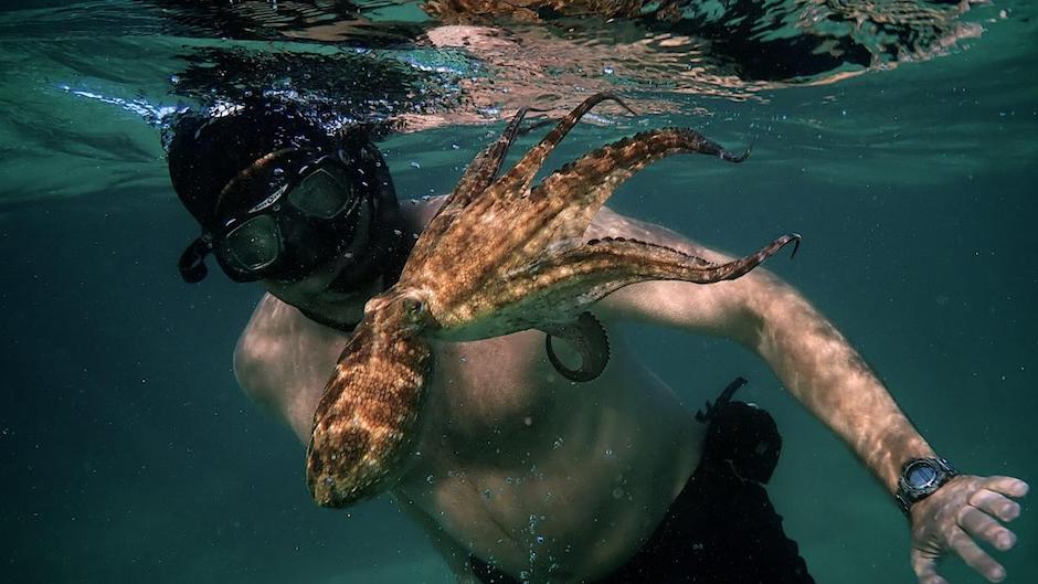 A common octopus is the co-star in an Oscar-winning documentary feature film together with filmmaker and diver Craig Foster. / A still from the film, Netflix.,