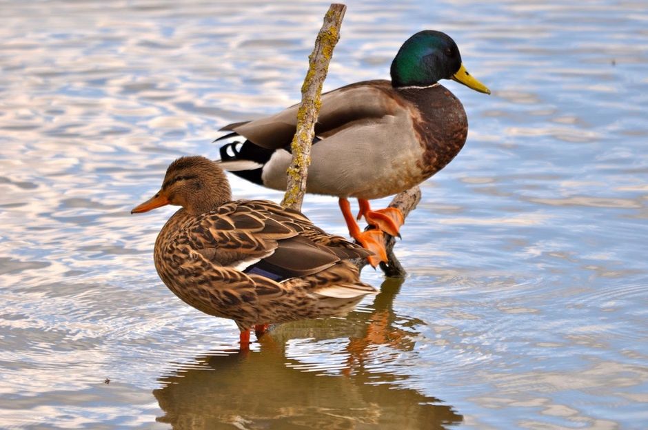 A couple of royal mallard ducks photographed on the Banks of the Sea of Galilee. It is the most common species of wild duck in Eurasia. Many different breeds of domesticated ducks derive from this ubiquitous species. / Antonio Cruz. ,