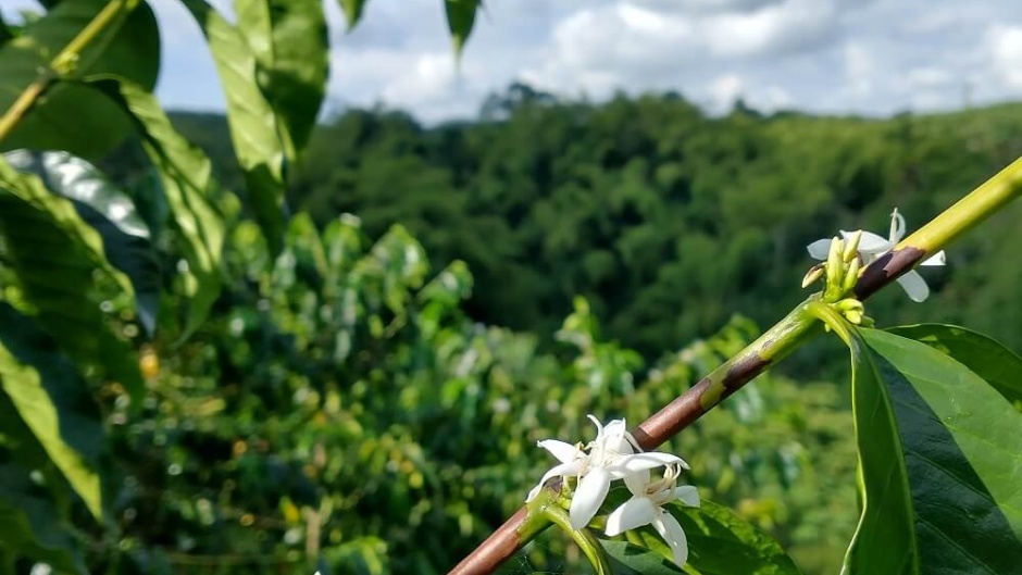 One of the farms Ethical Addictions works with in Colombia. / <a target="_blank" href="https://eacoffee.co.uk/">Ethical Addictions</a>,