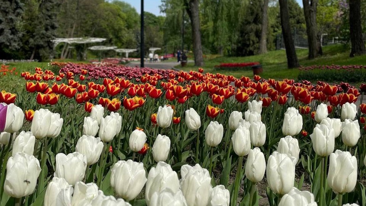 tulips in a public squarte in Kyiv. / Photo: <a target="_blank" href="https://kmr.gov.ua/">Government of Kyiv</a>.,