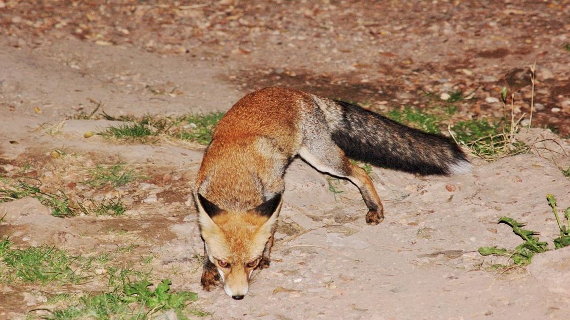 Fox photographed in the Sant Llorenç del Munt massif, Catalonia, Spain. / Photo: Antonio Cruz.,